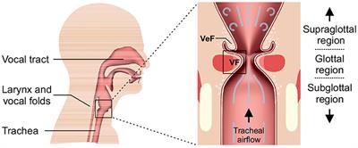 3D-FV-FE Aeroacoustic Larynx Model for Investigation of Functional Based Voice Disorders